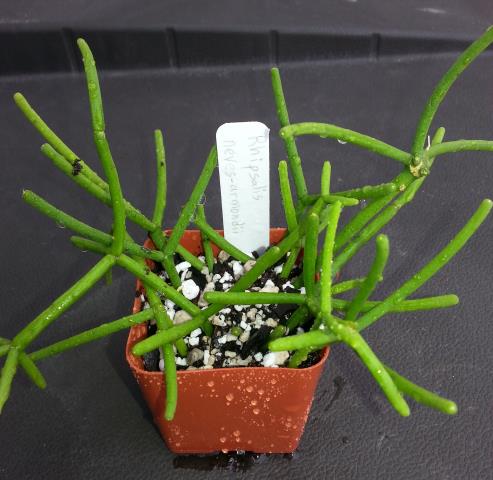 http://www.cloudjungle.com/cloudjungle/Cactaceae/Rhipsalis/Rhipsalis neves-armondii J Quinonez.jpg